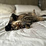 cat, tabby, bed, white_bedspread, paw, whiskers, relaxing, indoor, pet, feline, cute, animal, cozy, sleepy, stretching, curious, fur, lying_down, closeup, soft_focus