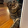 June joined the competition — help win amazing prizes! cat, tabby, curious, indoor, wooden_floor, playful, pet, animal, whiskers, ears, paw, feline, closeup, domestic, house, floor, relaxed, looking, corner, cute