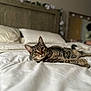 June is registered to the contest to win money with this photo: cat, tabby_cat, bed, white_bed_sheets, pillow, wooden_headboard, flower_decoration, indoor, pet, feline, relaxed, curious, domestic, cozy, sleeping_area, home, resting, animal, closeup, soft_light