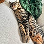 cat, tabby, sleeping, tongue_out, couch, furniture, blanket, indoor, pet, relaxed, fur, striped, cozy, resting, whiskers, paw, animal, cute, domestic, mammal