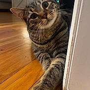 June is registered to the contest to win money with this photo: cat, tabby, pet, curious, indoor, wooden_floor, paw, stretching, closeup, feline, whiskers, ears, home, doorframe, animal, cute, playful, domestic, fur, mammal