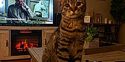 June joined the competition — help win amazing prizes! cat, tabby_cat, living_room, television, fireplace, wooden_table, gaming_controller, plant, wall_art, decor, candle, remote_control, cozy, indoor, furniture, pet, curious, brown, striped, sitting