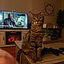 cat, tabby_cat, living_room, television, fireplace, wooden_table, gaming_controller, plant, wall_art, decor, candle, remote_control, cozy, indoor, furniture, pet, curious, brown, striped, sitting