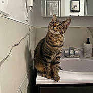 June joined the competition — help win amazing prizes! animal, bathroom, cat, clean, countertop, curious, domestic_animal, ears, feline, indoor, looking_up, mirror, modern, paws, pet, reflection, sink, tabby, tiles, whiskers