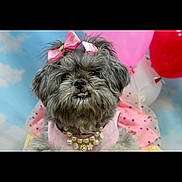 Shiloh is registered to the contest to win money with this photo: accessory, adorable, animal, balloon, bow, celebration, cloud, costume, cute, decor, dog, fluffy, furry, indoor, necklace, pearl, pet, pink, portrait, sky