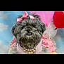 accessory, adorable, animal, balloon, bow, celebration, cloud, costume, cute, decor, dog, fluffy, furry, indoor, necklace, pearl, pet, pink, portrait, sky