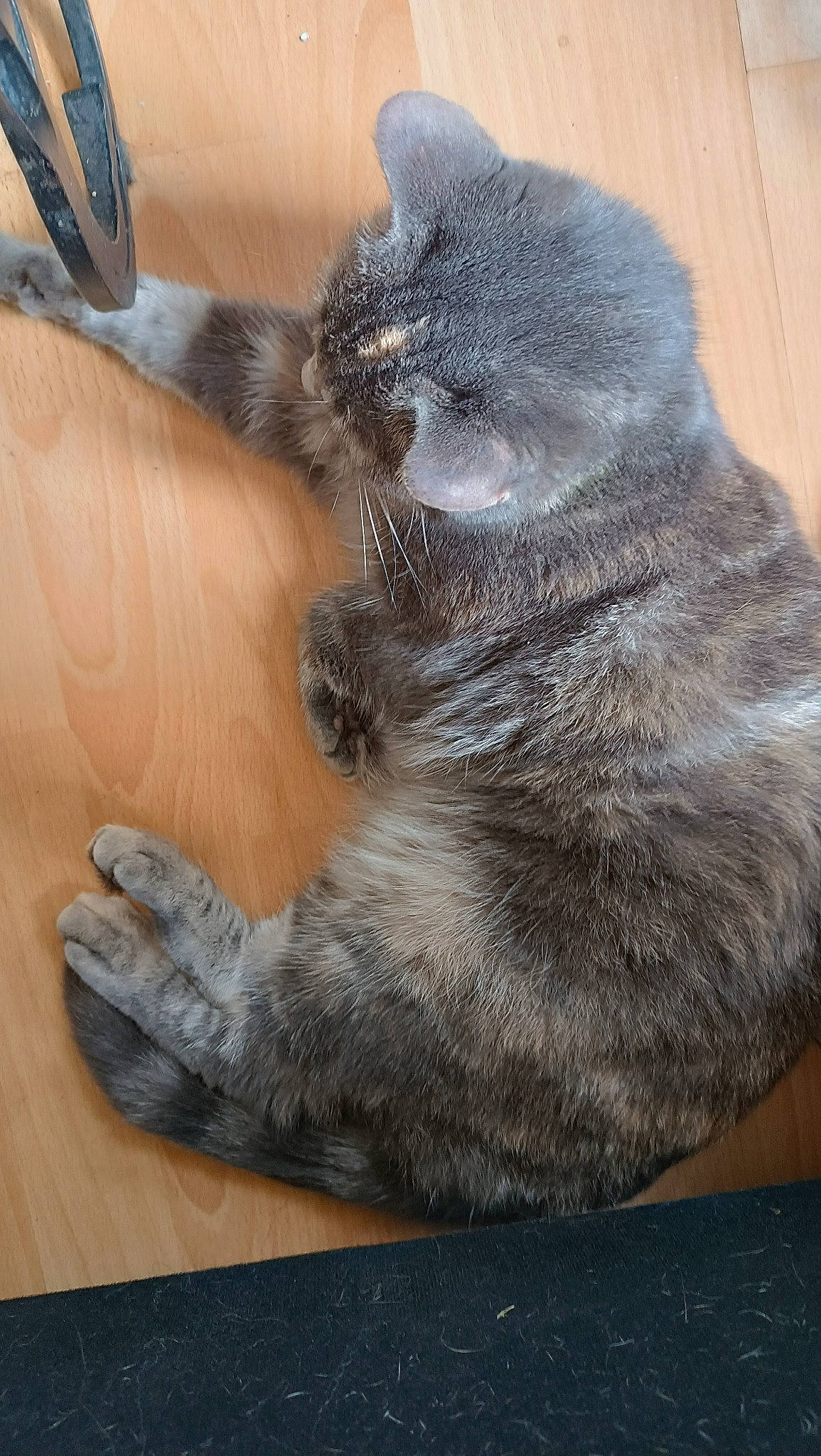 Plumeplume participe au concours pour gagner de l'argent avec cette photo : carnivore, cat, claw, comfort, domestic_short_haired_cat, felidae, flooring, fur, grey, hardwood, paw, russian_blue, sitting, small_to_medium_sized_cats, tail, terrestrial_animal, whiskers, wood