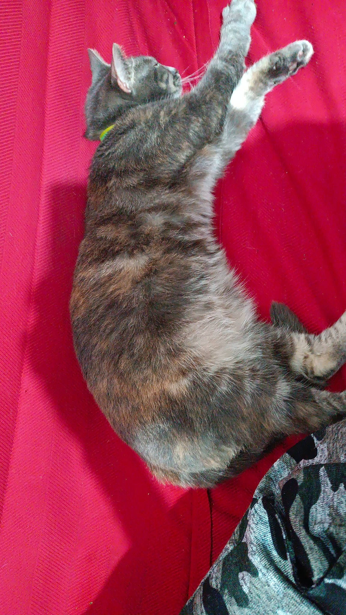 Plumeplume participe au concours pour gagner de l'argent avec cette photo : carnivore, cat, claw, comfort, domestic_short_haired_cat, felidae, fur, gesture, mammal, nap, paw, small_to_medium_sized_cats, snout, tail, vertebrate, whiskers