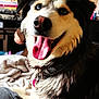 Femi joined the competition — help win amazing prizes! dog, indoor, pet, tongue_out, blue_eyes, collar, blanket, furry, close_up, happy, canine, domestic_animal, mammal, sitting, window_blinds, fur, snout, nose, tongue, comfort