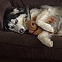 Femi is registered to the contest to win money with this photo: dog, husky, blue_eyes, stuffed_toy, teddy_bear, brown_couch, pet, animal, fur, cozy, indoor, resting, cute, companion, domestic_animal, sleepy, relaxed, snuggling, furry, portrait