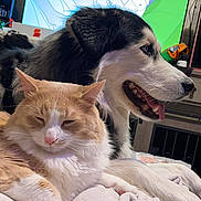 Femi is registered to the contest to win money with this photo: cat, dog, indoor, pet, animal, fluffy, orange_cat, white_cat, black_and_white_dog, blanket, relaxed, tongue_out, closeup, furry, companion, resting, household, cute, domestic, portrait