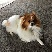 Lexi is registered to the contest to win money with this photo: dog, pomeranian, pet, fluffy, brown, white, carpet, indoor, animal, canine, fur, cute, small_dog, laying_down, looking, ears, nose, tail, home, floor