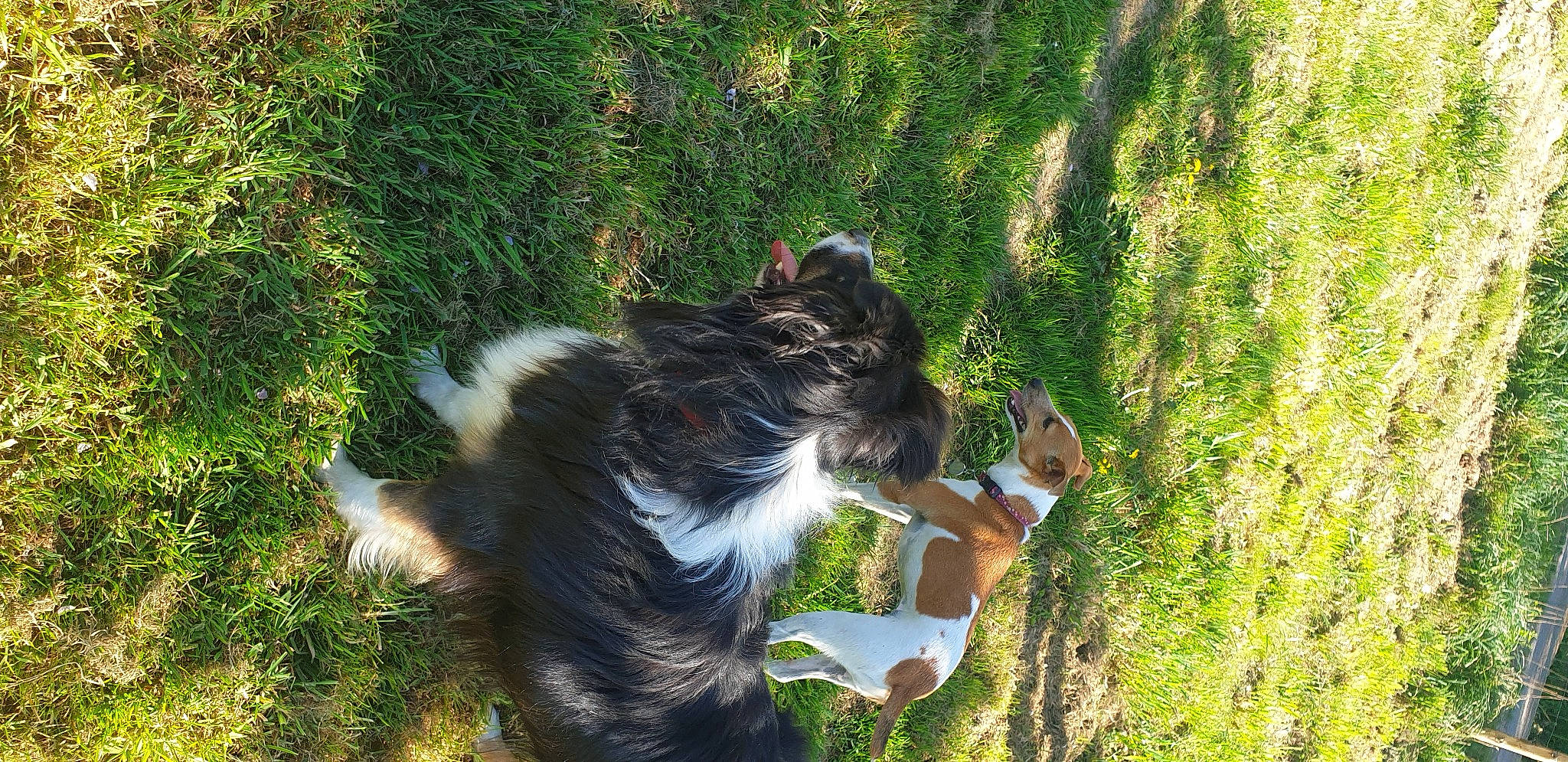 Jipsy participe au concours pour gagner de l'argent avec cette photo : australian_shepherd, border_collie, canidae, carnivore, cat, companion_dog, dog, dog_breed, felidae, grass, mammal, plant, sporting_group, tail
