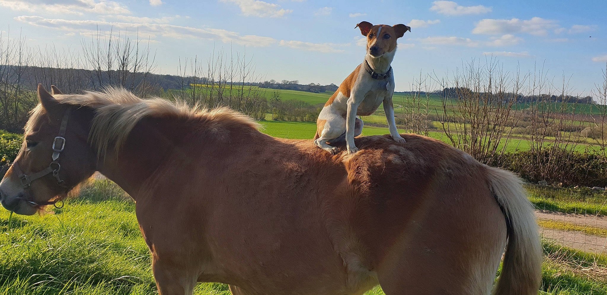 Jipsy a rejoint le concours — aidez-le/la à gagner de superbes lots ! colt, farm, foal, grass, grassland, horse, landscape, livestock, mammal, mane, mare, meadow, mustang_horse, pasture, pony, sky, snout, stallion, vertebrate, wildlife