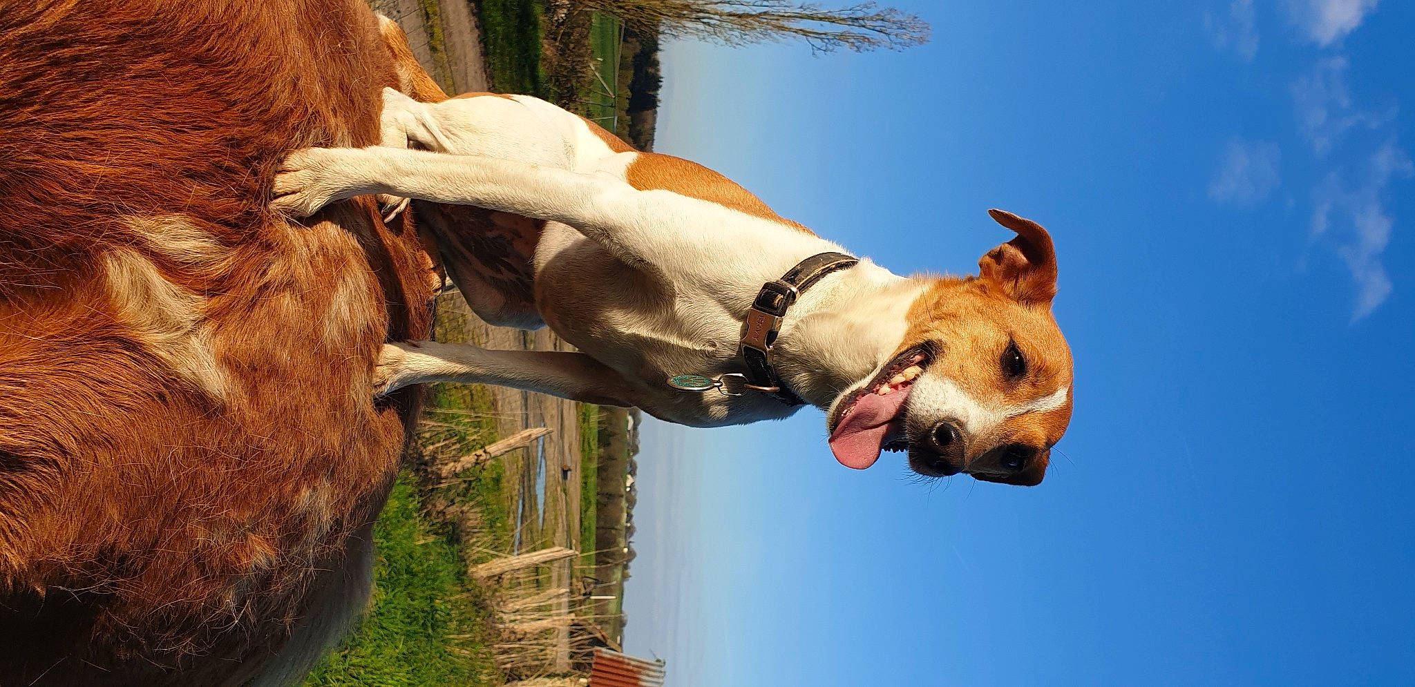 Jipsy participe au concours pour gagner de l'argent avec cette photo : american_staffordshire_terrier, canidae, carnivore, dog, dog_breed, fawn, hunting_dog, ibizan_hound, mammal, nose, snout