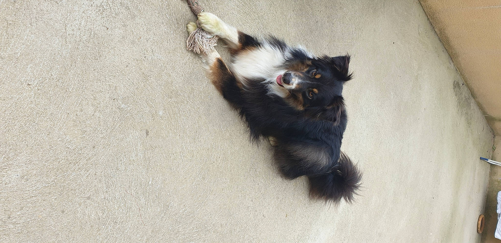 Nesta a rejoint le concours — aidez-le/la à gagner de superbes lots ! black_cat, carnivore, cat, claw, domestic_long_haired_cat, felidae, fur, kitten, maine_coon, mammal, norwegian_forest_cat, paw, ragamuffin, small_to_medium_sized_cats, tail, whiskers