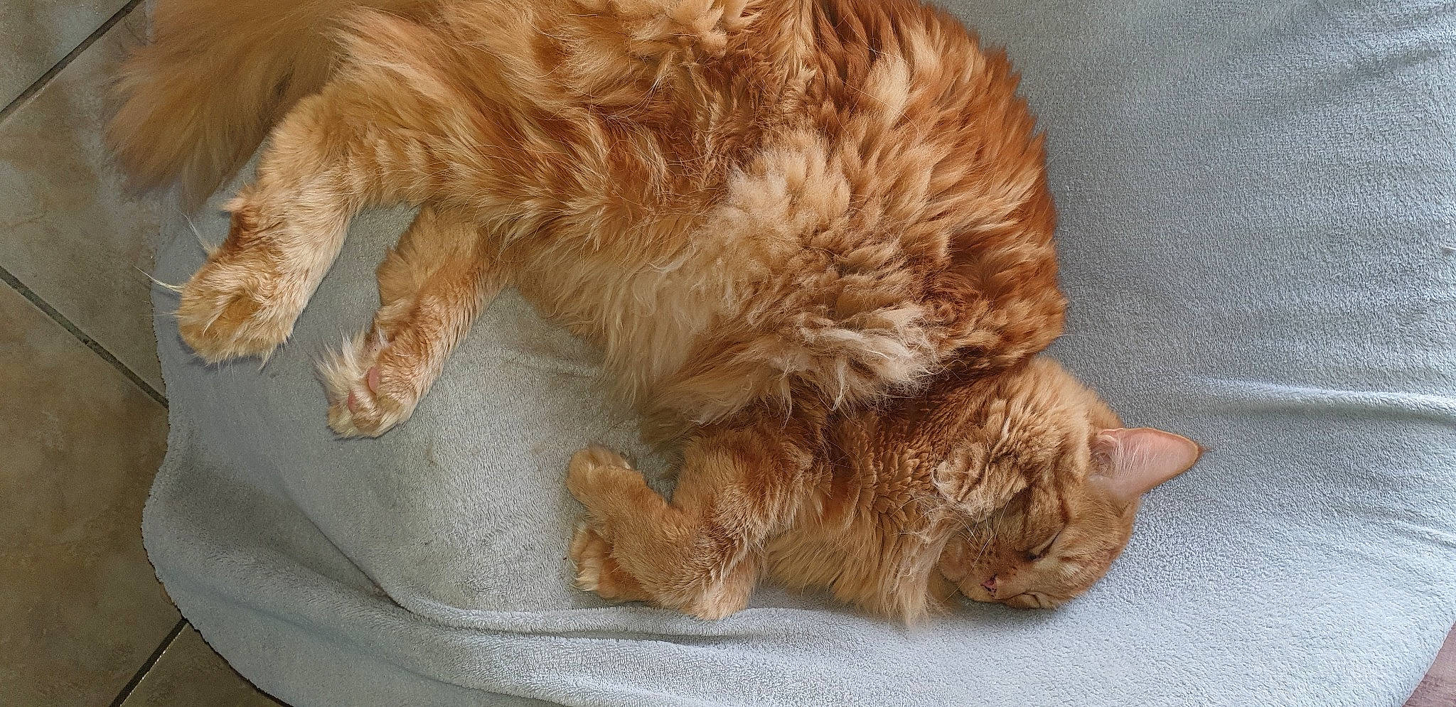 Magritt participe au concours pour gagner de l'argent avec cette photo : canidae, carnivore, cat, cavapoo, dog, dog_breed, domestic_long_haired_cat, european_shorthair, fawn, felidae, fur, paw, small_to_medium_sized_cats, snout, sporting_group, tabby_cat, tail, whiskers