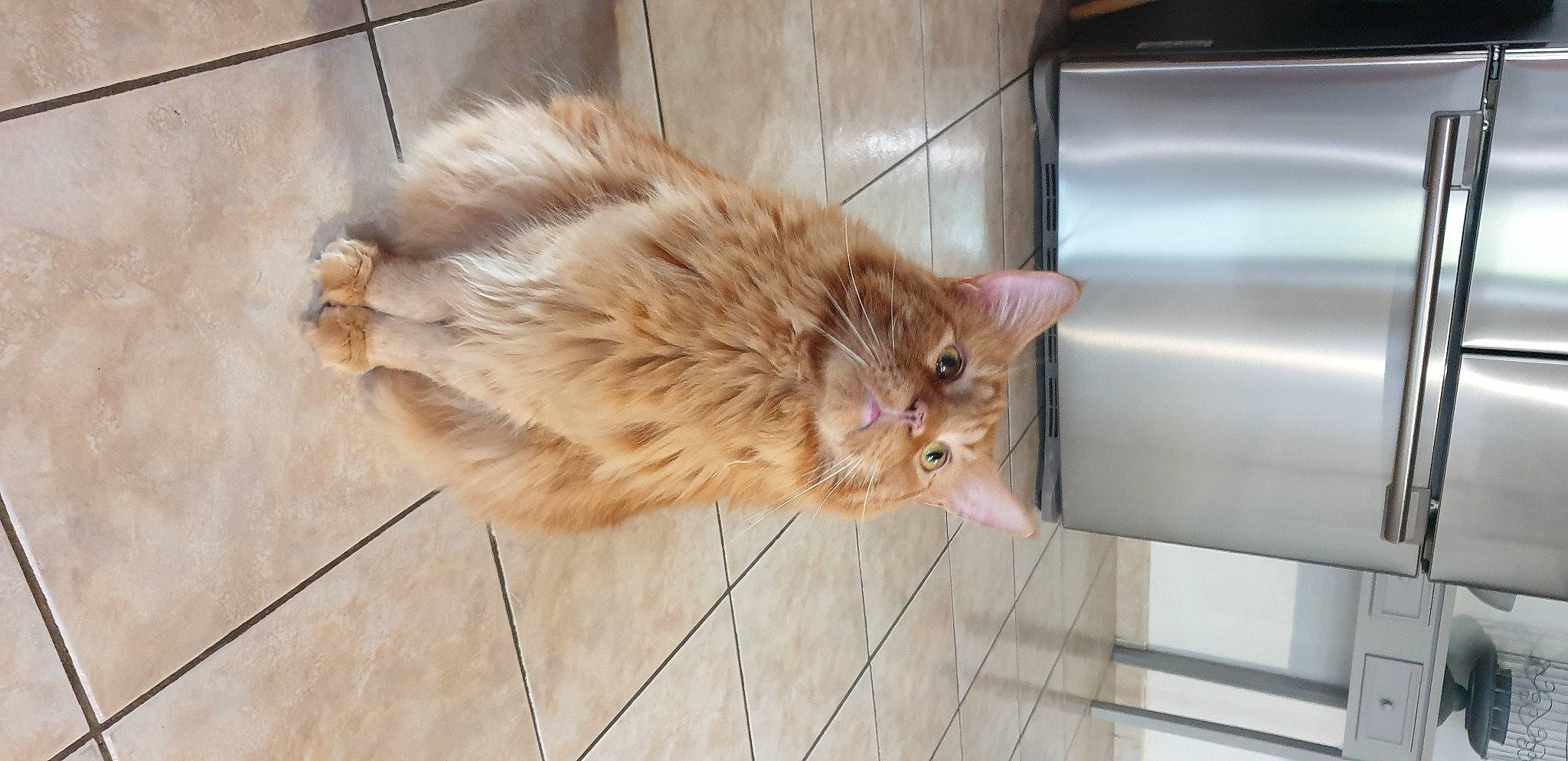 Magritt a rejoint le concours — aidez-le/la à gagner de superbes lots ! british_longhair, british_semi_longhair, carnivore, cat, cymric, domestic_long_haired_cat, fawn, felidae, fur, kitten, kurilian_bobtail, maine_coon, mammal, norwegian_forest_cat, persian, ragamuffin, small_to_medium_sized_cats, tail, whiskers