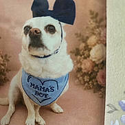 Punky joined the competition — help win amazing prizes! adorable, animal, bandana, blue_bow, companion, costume, cute, decor, dog, floral_background, indoor, looking_away, mamas_boy, pet, pet_accessory, portrait, sitting, small_dog, soft_colors, white_dog