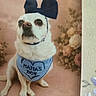 adorable, animal, bandana, blue_bow, companion, costume, cute, decor, dog, floral_background, indoor, looking_away, mamas_boy, pet, pet_accessory, portrait, sitting, small_dog, soft_colors, white_dog