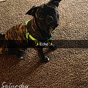 Echo is registered to the contest to win money with this photo: animal, black, brindle, brown, carpet, cozy, cute, dog, ears, floor, fur, harness, heart, indoor, looking_up, paw, pet, sitting, sparkles, text_overlay