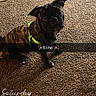 animal, black, brindle, brown, carpet, cozy, cute, dog, ears, floor, fur, harness, heart, indoor, looking_up, paw, pet, sitting, sparkles, text_overlay