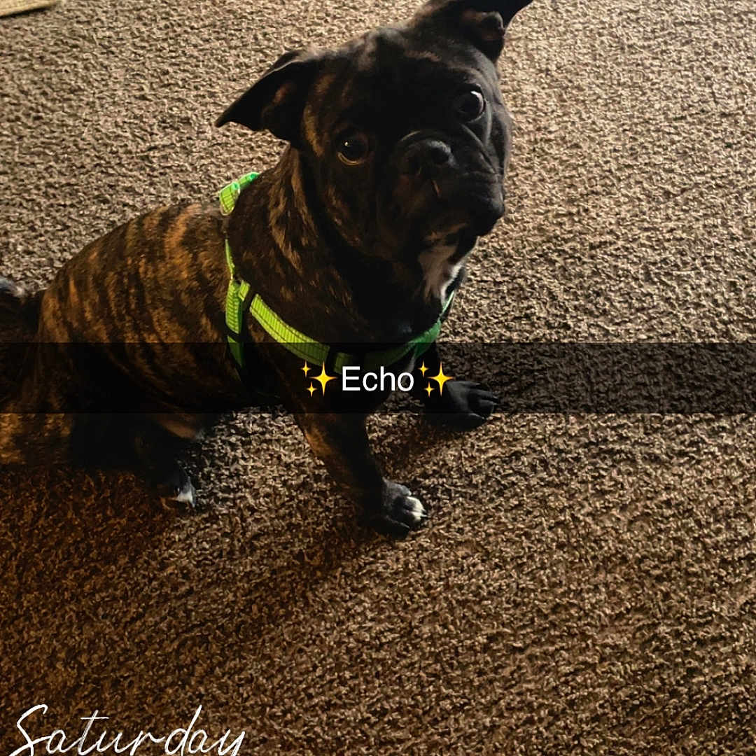 Echo
