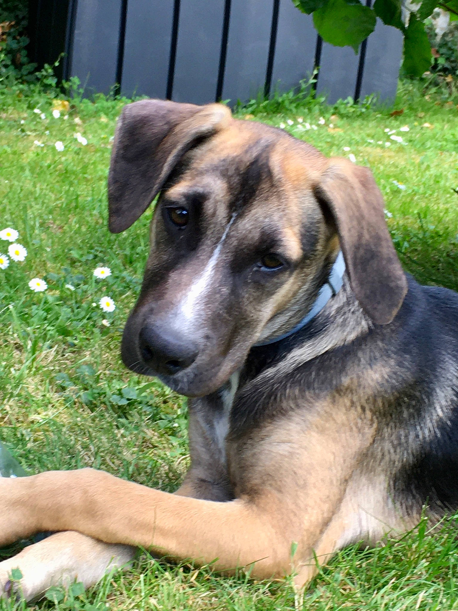 Moïna participe au concours pour gagner de l'argent avec cette photo : black_mouth_cur, canidae, carnivore, companion_dog, dog, dog_breed, fawn, grass, mammal, potcake_dog, rare_breed_dog, snout, vertebrate