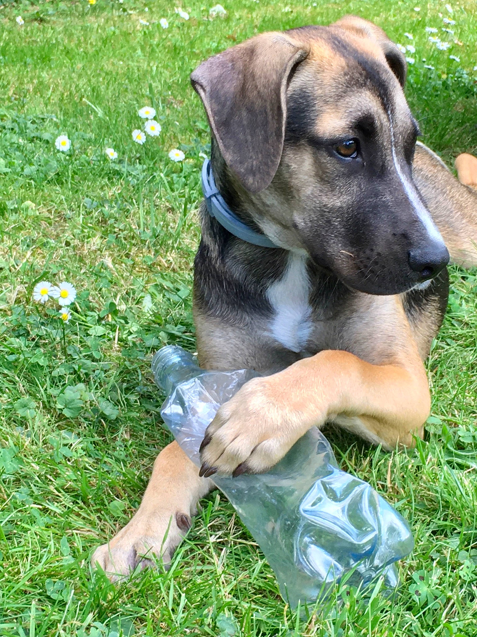 Moïna participe au concours pour gagner de l'argent avec cette photo : black_mouth_cur, blue_lacy, canidae, carnivore, companion_dog, dog, dog_breed, fawn, grass, mammal, mountain_cur, rare_breed_dog, snout, vertebrate