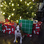 Pete joined the competition — help win amazing prizes! puppy, dog, christmas_tree, christmas_lights, presents, gift_wrap, holiday, indoor, wooden_floor, decorations, festive, cute, pet, animal, holiday_season, christmas, small_dog, sitting, ears, wrapped_gifts