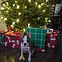 puppy, dog, christmas_tree, christmas_lights, presents, gift_wrap, holiday, indoor, wooden_floor, decorations, festive, cute, pet, animal, holiday_season, christmas, small_dog, sitting, ears, wrapped_gifts