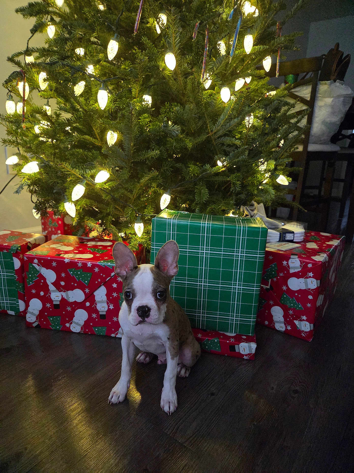Pete joined the competition — help win amazing prizes! puppy, dog, christmas_tree, christmas_lights, presents, gift_wrap, holiday, indoor, wooden_floor, decorations, festive, cute, pet, animal, holiday_season, christmas, small_dog, sitting, ears, wrapped_gifts