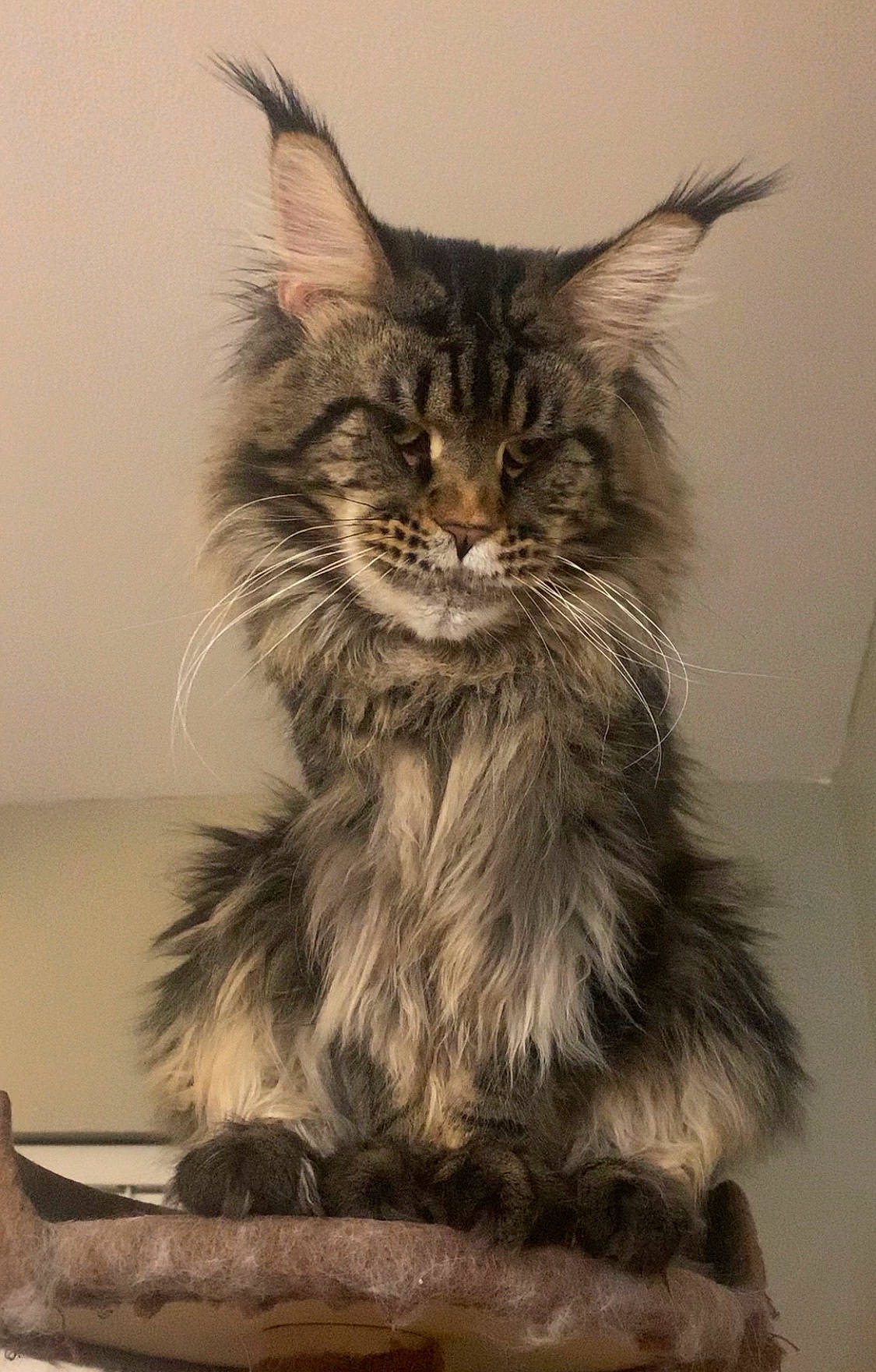 Bishop is registered to the contest to win money with this photo: asian_semi_longhair, british_semi_longhair, carnivore, cat, domestic_long_haired_cat, felidae, fur, kitten, maine_coon, mammal, norwegian_forest_cat, pixie_bob, ragamuffin, siberian, small_to_medium_sized_cats, vertebrate, whiskers