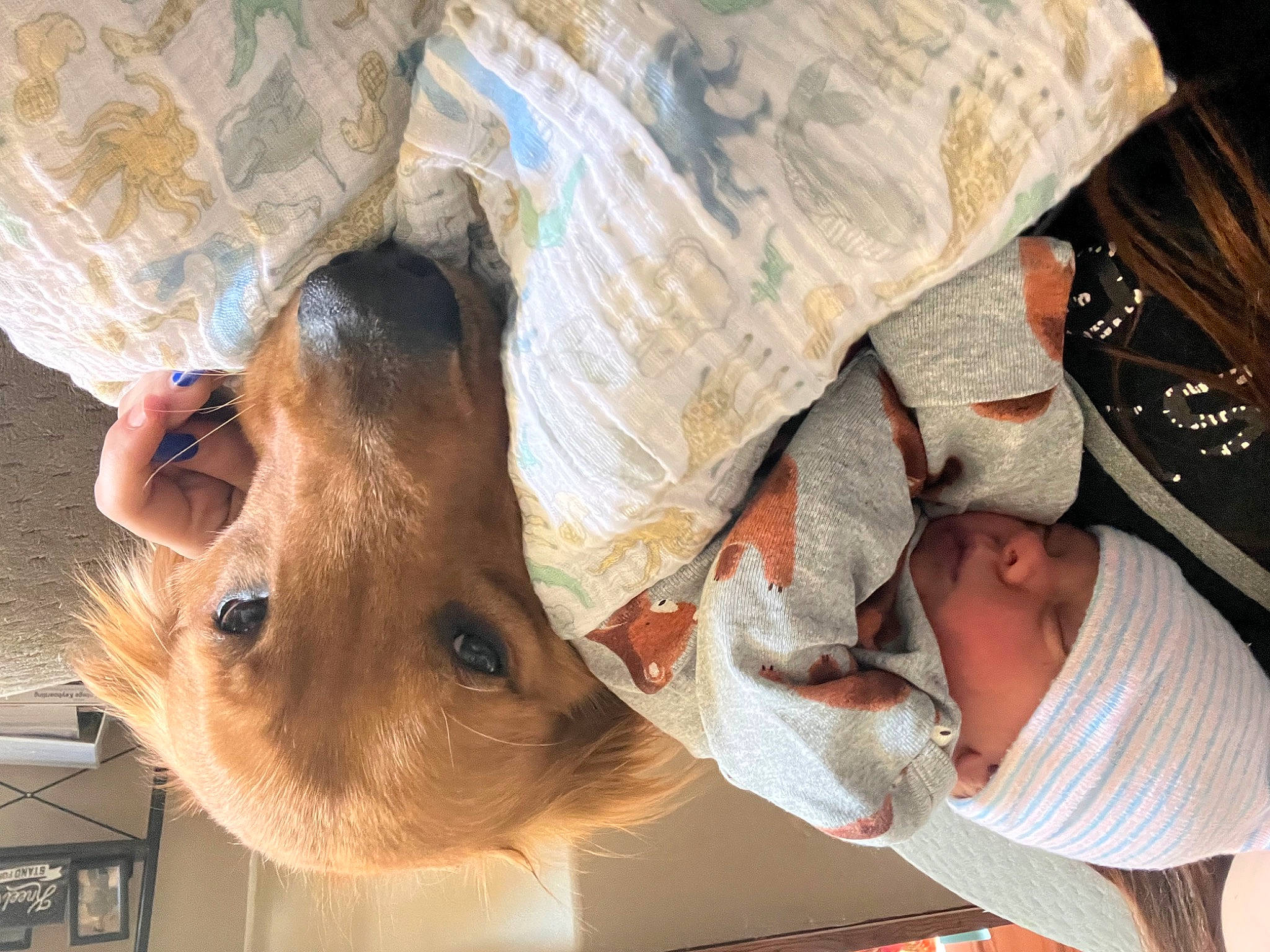 Atlas joined the competition — help win amazing prizes! child, comfort, event, fawn, fun, fur, hat, headgear, headwear, linens, person, white, wood