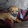 animal, blanket, brown, couch, cozy, cute, dog, domestic, ears, face, fur, indoor, pet, portrait, puppy, relaxed, resting, small, soft, young