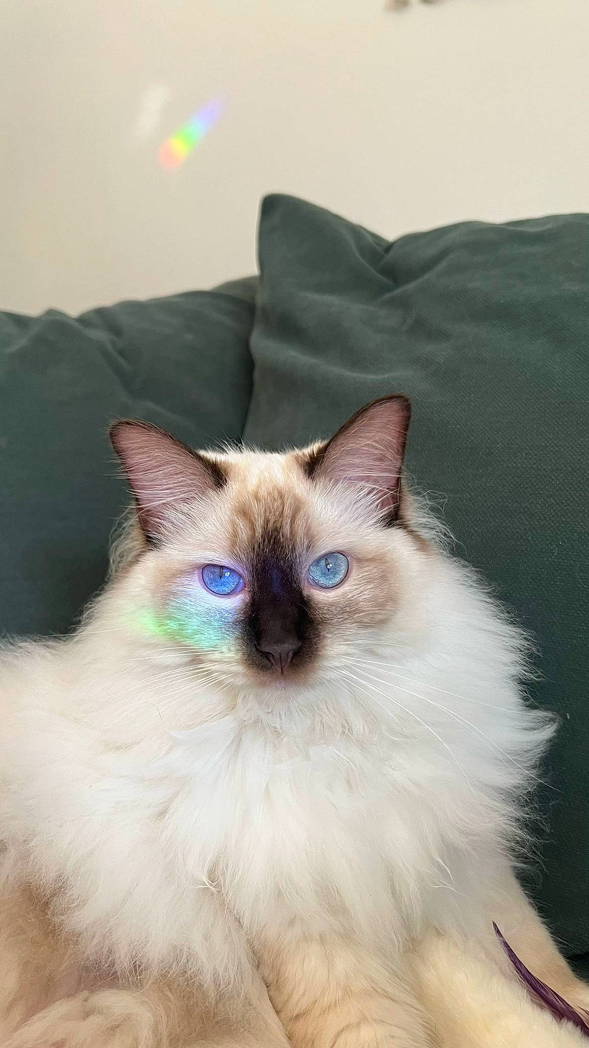 Naia joined the competition — help win amazing prizes! balinese, birman, carnivore, cat, electric_blue, eye, fawn, felidae, fur, iris, ragdoll, siamese, small_to_medium_sized_cats, snout, terrestrial_animal, thai, whiskers