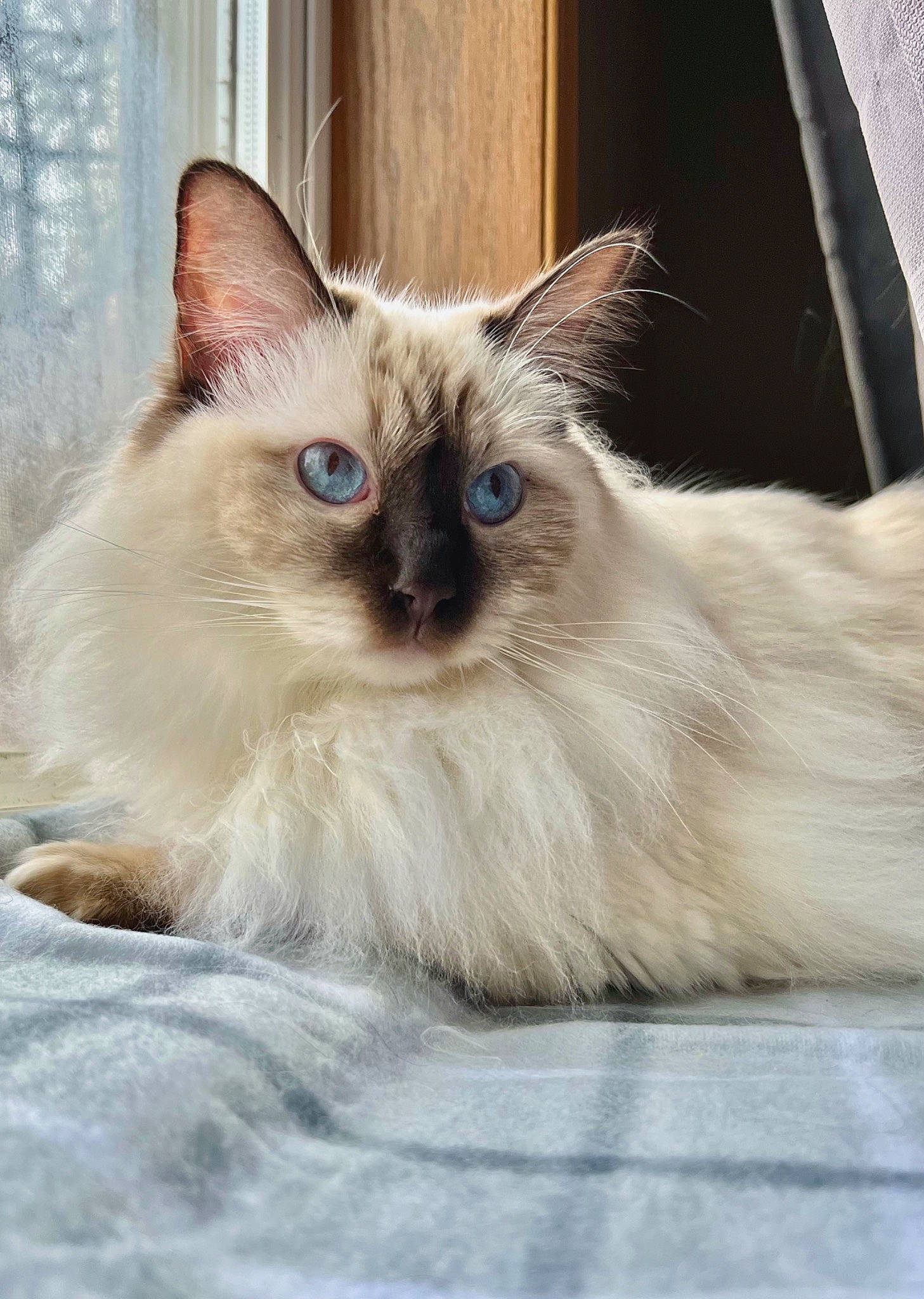 Naia is registered to the contest to win money with this photo: balinese, birman, carnivore, cat, claw, fawn, felidae, fur, iris, paw, ragdoll, siamese, small_to_medium_sized_cats, snout, thai, tonkinese, whiskers