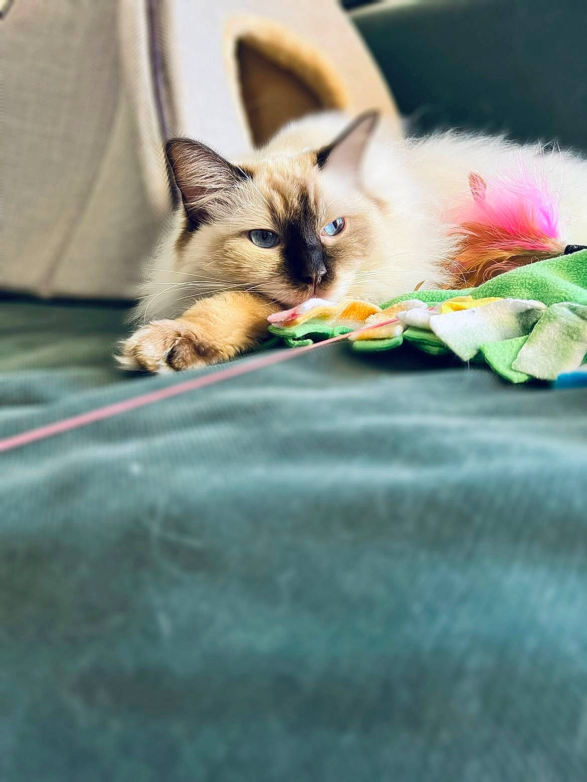 Naia joined the competition — help win amazing prizes! balinese, carnivore, cat, claw, domestic_short_haired_cat, fawn, felidae, fur, grass, macro_photography, paw, siamese, small_to_medium_sized_cats, snout, tail, thai, whiskers, wildlife