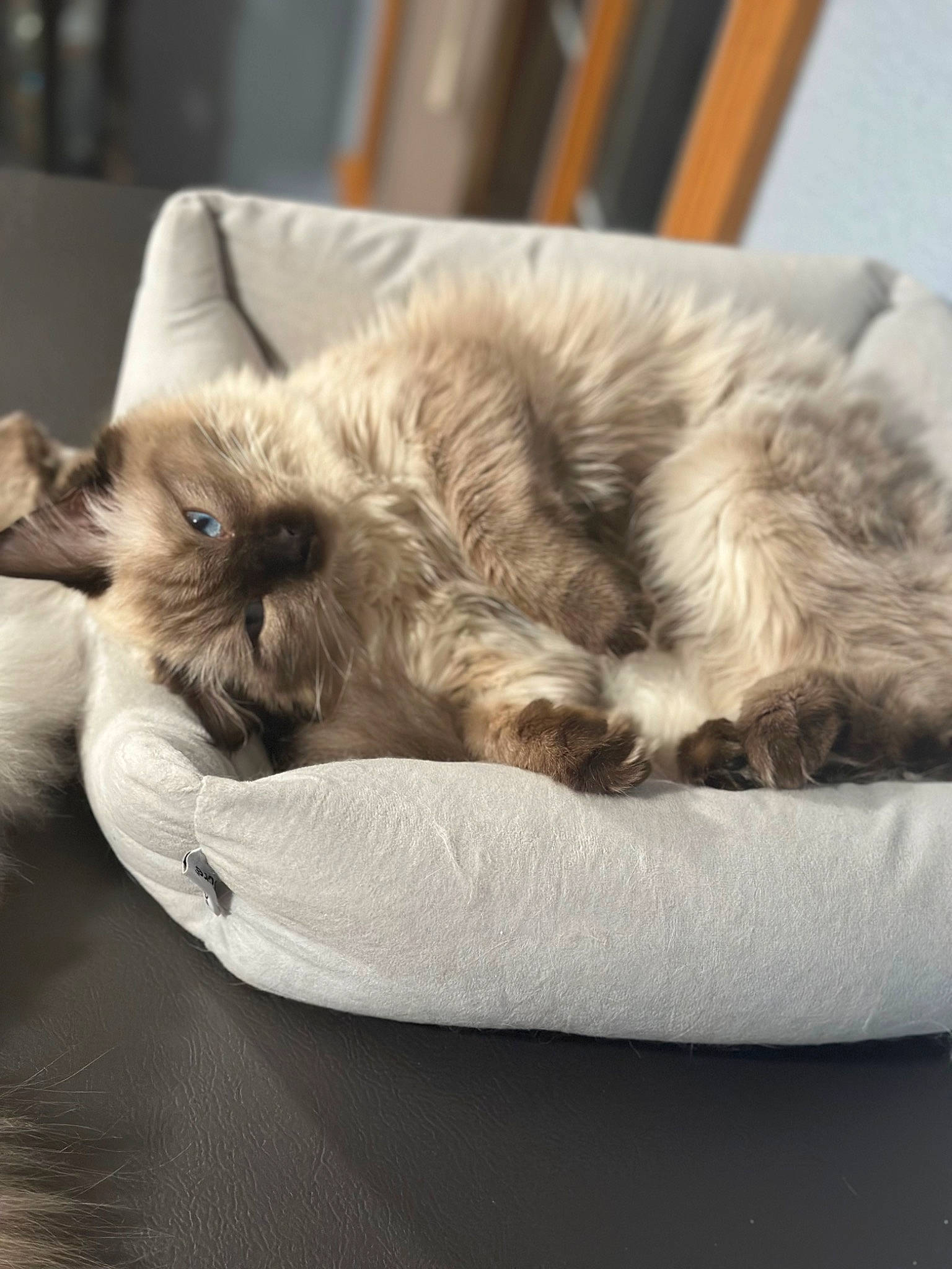 Nola joined the competition — help win amazing prizes! basket, canidae, carnivore, cat, cat_supply, comfort, companion_dog, dog_breed, dog_supply, fawn, felidae, fur, nap, paw, pet_supply, sleep, small_to_medium_sized_cats, snout, sporting_group, whiskers