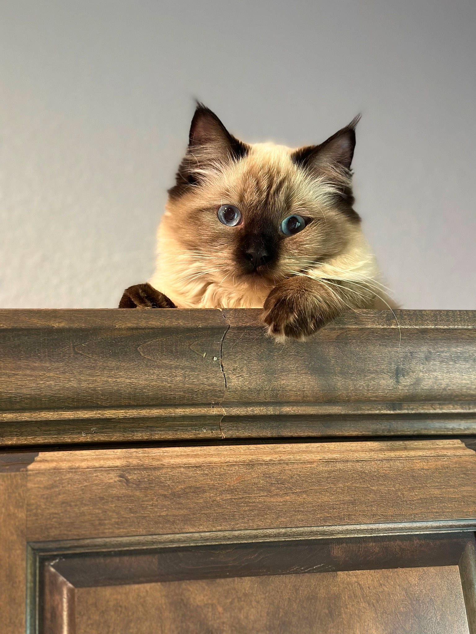 Nola joined the competition — help win amazing prizes! balinese, birman, carnivore, cat, domestic_short_haired_cat, fawn, felidae, fur, hardwood, siamese, sky, small_to_medium_sized_cats, snout, still_life_photography, tail, tints_and_shades, tree, whiskers, window, wood