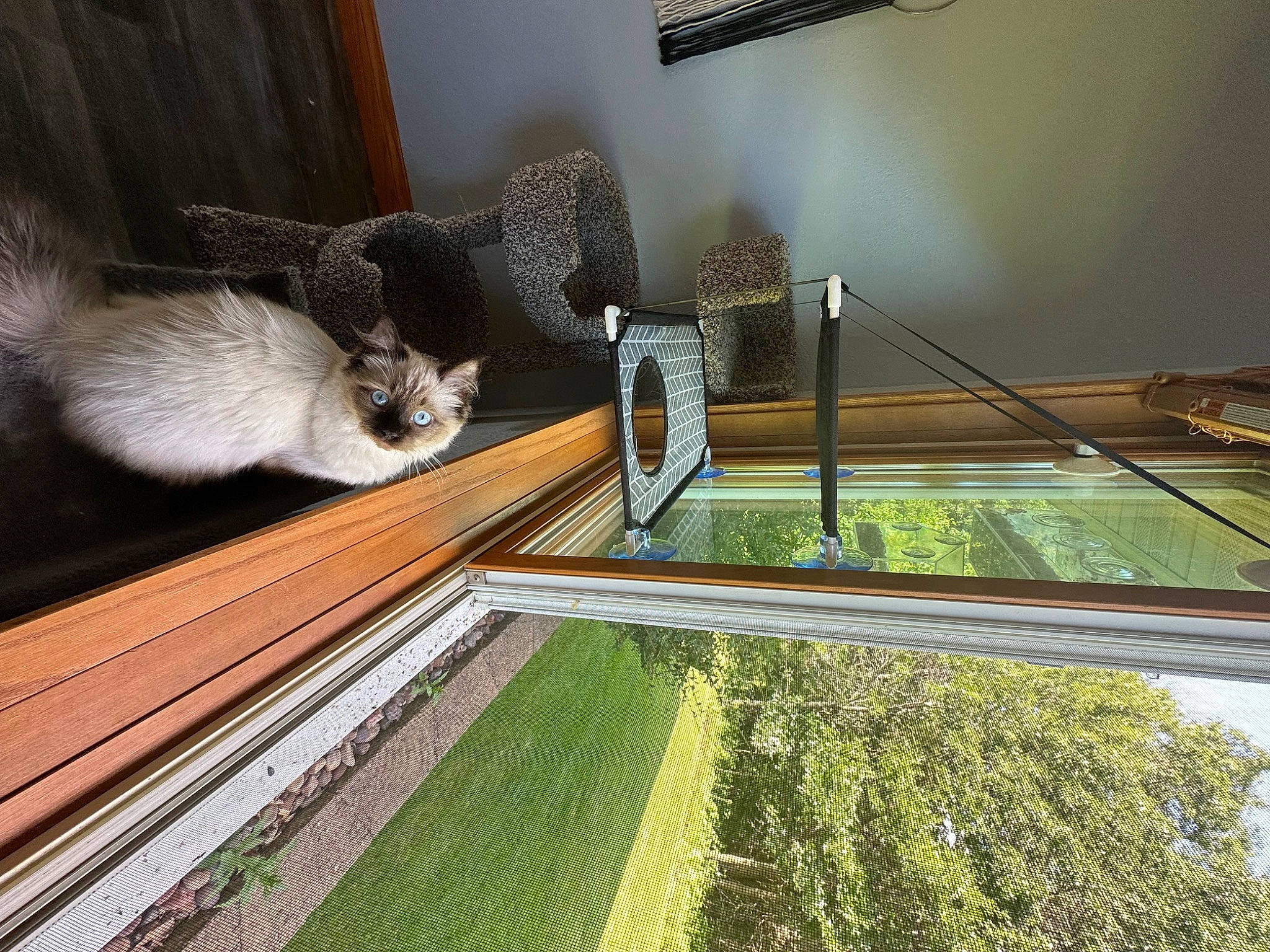 Nola is registered to the contest to win money with this photo: building, ceiling, daylighting, felidae, flooring, fur, grass, landscape, leisure, picture_frame, plant, rodent, roof, room, small_to_medium_sized_cats, tail, tree, whiskers, window, wood