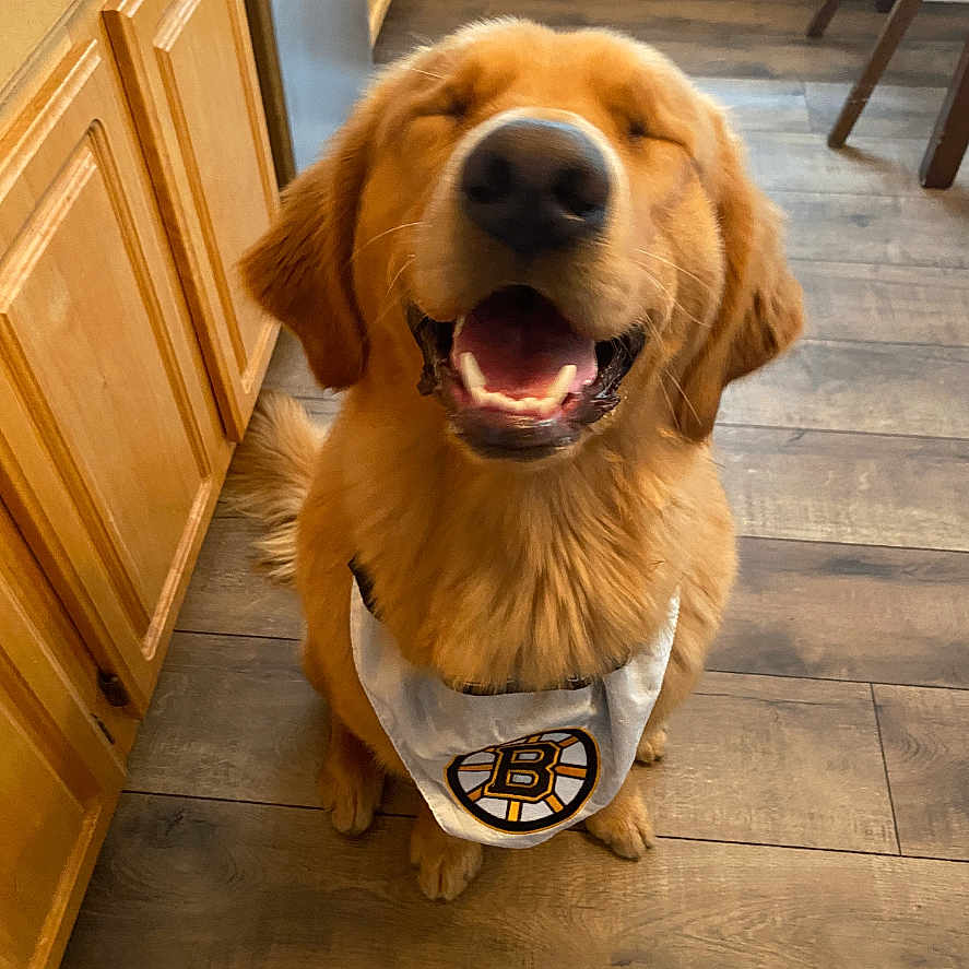 Goose joined the competition — help win amazing prizes! animal, bandana, cabinet, canine, cheerful, companion, dog, domestic_animal, eyes_closed, flooring, fur, golden_retriever, happy, indoor, kitchen, mouth_open, pet, sitting, smiling, wooden_floor