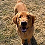 Goose joined the competition — help win amazing prizes! dog, golden_retriever, grass, outdoor, happy, smiling, pet, canine, animal, sunlight, tail, fur, nature, mammal, playful, friendly, domestic_animal, looking_up, daylight, standing