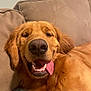 Goose joined the competition — help win amazing prizes! dog, golden_retriever, tongue_out, smiling, pet, canine, cute, happy, animal, fur, mammal, indoors, couch, relaxed, sleepy, friendly, companion, domestic_animal, closeup, portrait