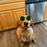 Goose joined the competition — help win amazing prizes! dog, golden_retriever, sunglasses, green, shamrock, indoor, kitchen, wooden_cabinets, dishwasher, flooring, pet, canine, sitting, looking_up, cute, festive, accessory, portrait, animal, domestic