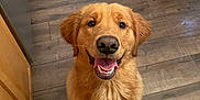 Goose joined the competition — help win amazing prizes! dog, golden_retriever, puppy, smiling, happy, indoor, kitchen, wooden_floor, pet, canine, fur, tongue_out, looking_up, cute, animal, domestic_animal, companion, friendly, four_legs, ears