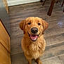 dog, golden_retriever, puppy, smiling, happy, indoor, kitchen, wooden_floor, pet, canine, fur, tongue_out, looking_up, cute, animal, domestic_animal, companion, friendly, four_legs, ears