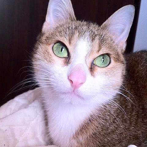 Giulietta