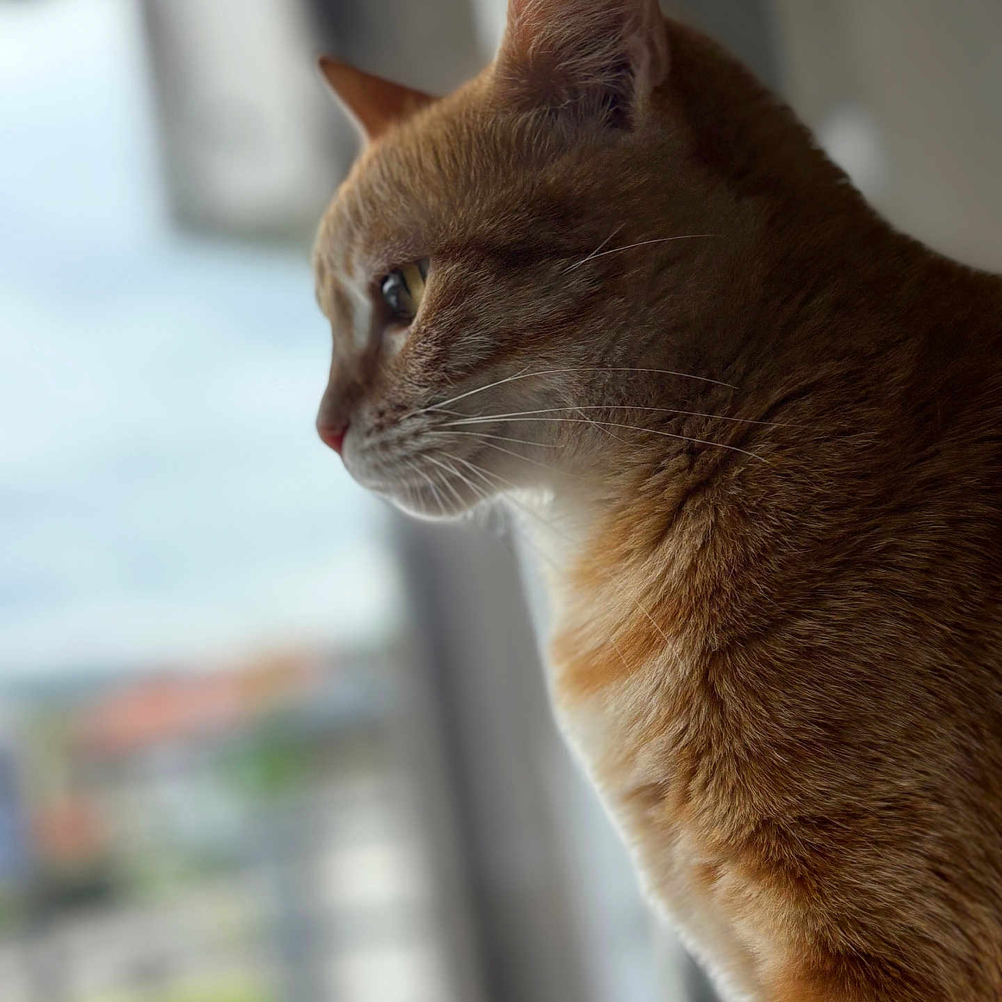 Yoshie participe au concours pour gagner de l'argent avec cette photo : abyssinian, animal, cat, kitten, manx, pet, siamese