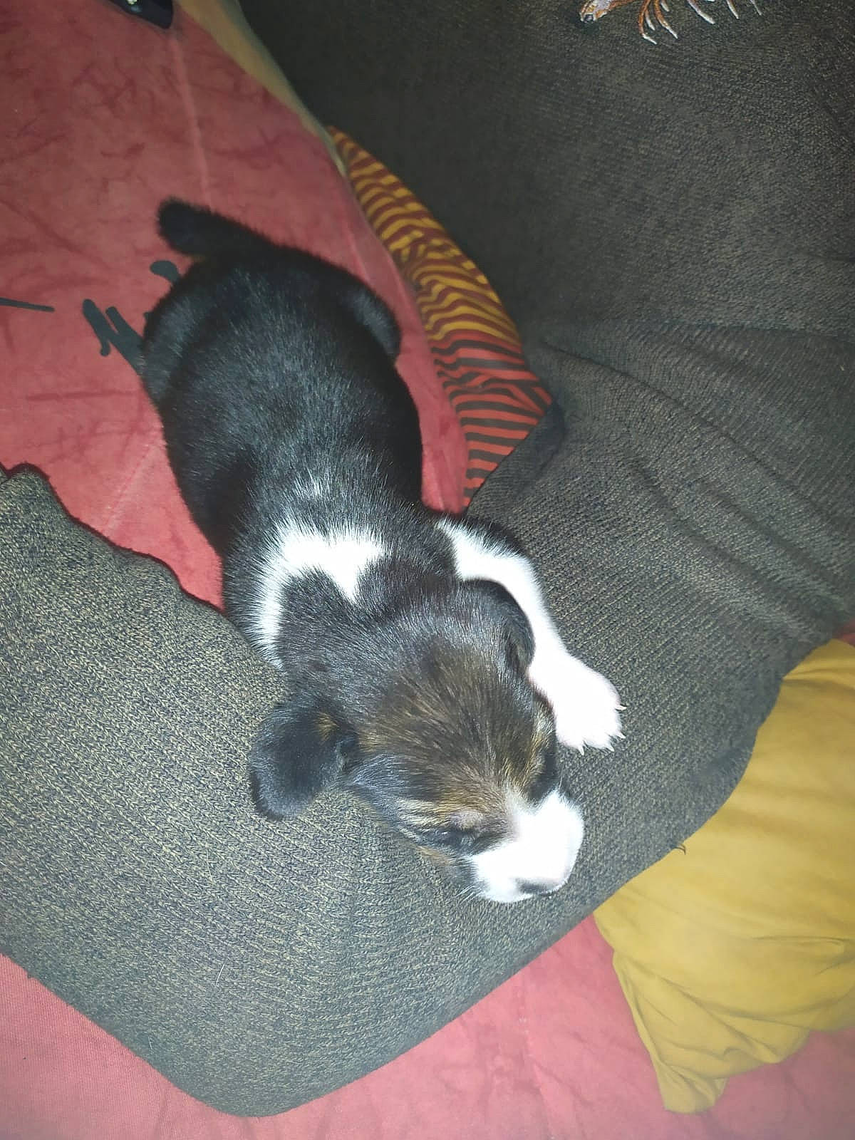 Tradition participe au concours pour gagner de l'argent avec cette photo : canidae, carnivore, comfort, companion_dog, dog, dog_breed, felidae, fur, linens, nap, non_sporting_group, paw, sleep, snout, sporting_group, tail, terrestrial_animal, working_animal